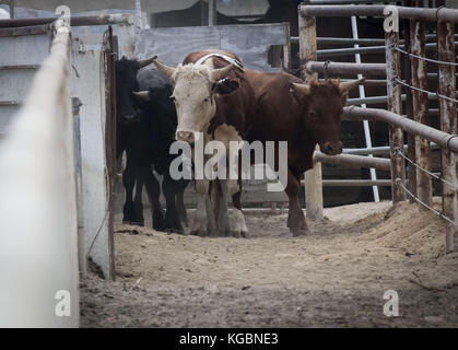 San Juan Capistrano, California, USA. 20 Sep, 2017. Vache moderne de jour au lasso, pratiqué pour le plaisir ou la compétition, c'est la pratique de séparer les vaches pour marquage basé sur des méthodes développées au cours de l'expansion de l'ancien ouest et commencent au début des années 1800. Ligotage de vache peut être une poursuite individuelle ou fait en équipe et est à la base de jour moderne des rodéos avec Bull et bronco équitation. Dans l'ancien ouest, les vaches et les veaux ont été séparés, un par un afin d'être marqués et prouver la propriété au cours des rondes ups chaque année avant de prendre les animaux au marché. Cow roping est pratiqué dans l'ensemble des S Banque D'Images