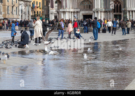 Venise, Vénétie, Italie. 6Th Nov 2017. Acqua Alta marée haute à partir de la lagune provoquant des inondations temporaires sur la Piazza San Marco. Passerelle, ou des passerelles, sont installés à la circulation des piétons. Mouettes profitant de l'eau, tandis que les pigeons et les touristes se rassemblent sur le dernier patch de terre sèche en face de la Basilique de San Marco que la marée monte. Credit : Mary Clarke/Alamy Live News Banque D'Images