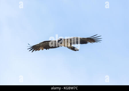 Naturel juvénile gypaète (lic)) flying blue sky wings propagation Banque D'Images