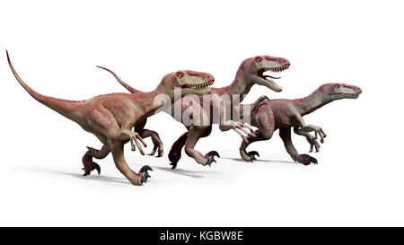 pack de Dromaeosaures, chasse aux dinosaures théropodes, illustration 3d isolée sur fond blanc Banque D'Images