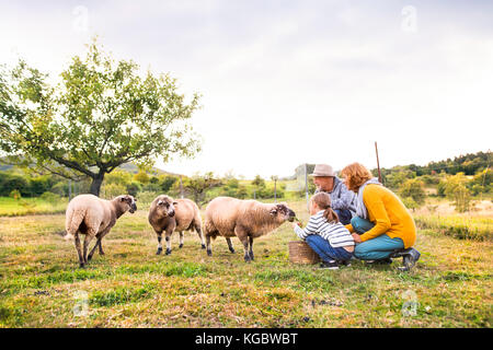 Couple avec petite-fille feeding sheep sur l'exploitation. Banque D'Images