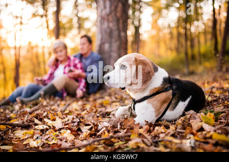 Couple avec chien en promenade dans une forêt d'automne. Banque D'Images