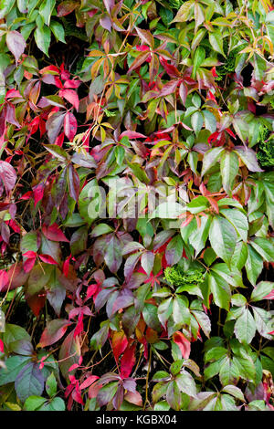 Virginia creeper changeant de couleur du vert au rouge alors que l'automne s'installe Banque D'Images