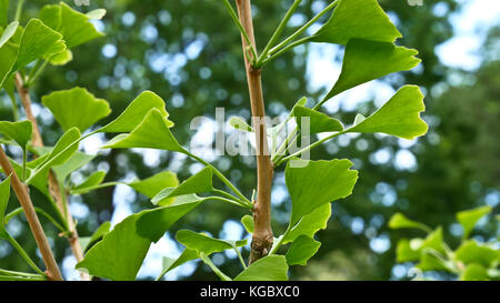 Détail de petit arbre ginkgo dans l'été. Banque D'Images