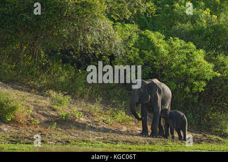 L'éléphant du Sri Lanka - Elephas maximus maximus, Sri Lanka Banque D'Images