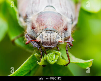 Cockchafer melolontha peut beetle bug insecte macro on twig Banque D'Images
