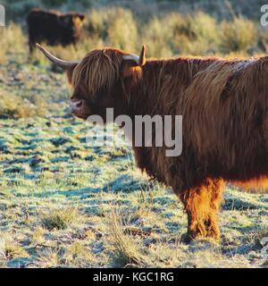 Highland cow sur un matin d'hiver. traitées avec vsco avec préréglage t1 Banque D'Images