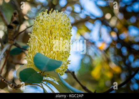 Banksia australien jaune fleur sur arbre, gros plan, un fond de macro. usine australienne indigène, banksia fleur, low angle view, bokeh. Banque D'Images