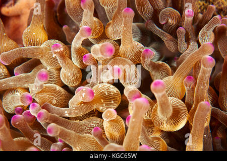 Plaque tentacled long heliofungia actiniformis (corail) sway de nuit afficher leur coloration dynamique - parc national de Komodo, Indonésie Banque D'Images