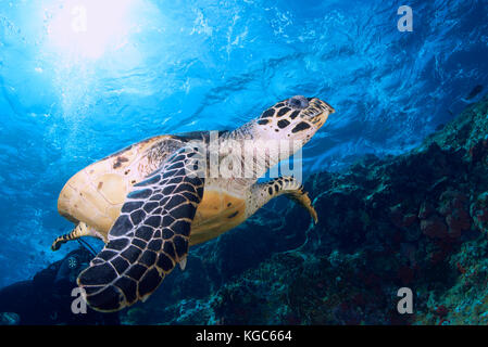 La tortue imbriquée (Eretmochelys imbricata) plongées près de la surface des eaux dans le parc national de Komodo, Indonésie Banque D'Images