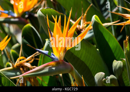 Fleur de strelitzia blloming dans une nature Banque D'Images
