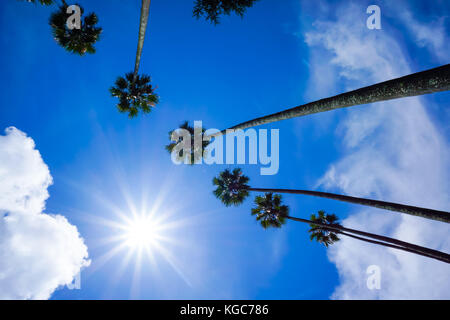 Palmiers Vue de dessous Banque D'Images