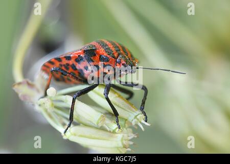 Rayé italien graphosoma lineatum-bug, Banque D'Images