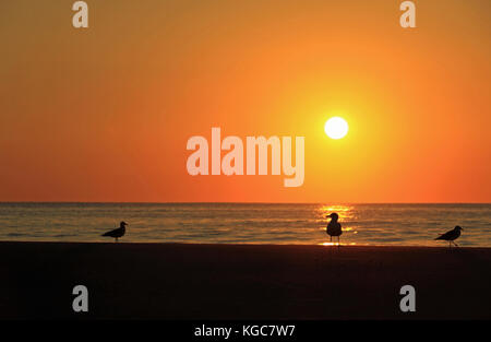 Les silhouettes de ces 3 mouettes sur la plage offrent un premier plan parfait pour ce magnifique lever de soleil océan parfait Banque D'Images