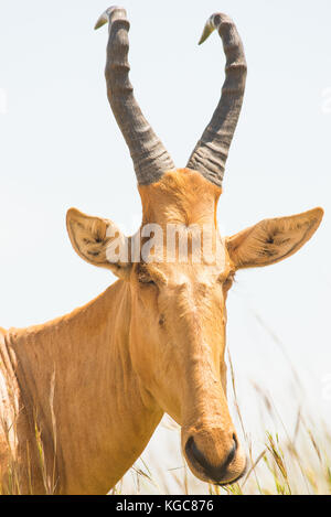 (Alcelaphus buselaphus Lelwel bubale lelwel) une sous-espèce en voie de disparition également connu sous le nom de Jackson's des bubales ; Parc National Murchison Falls, en Ouganda. Banque D'Images