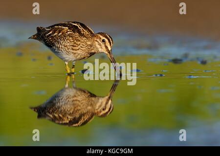 La Bécassine des marais - Gallinago gallinago échassier se nourrissant dans l'eau verte, Lake dans le sud de la Moravie ou Banque D'Images