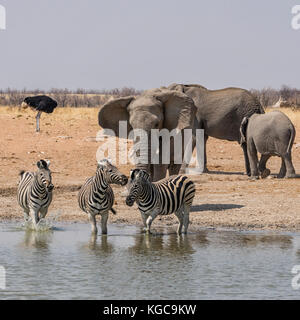 Un éléphant chasing zebra à un point d'eau dans la savane namibienne Banque D'Images