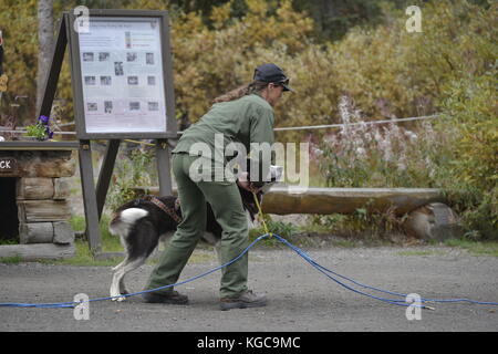 Chien de traîneau, traîneau à chien, chien, les visiteurs du parc, chenil, niche, Denali, Denali National Park, Alaska, USA Banque D'Images