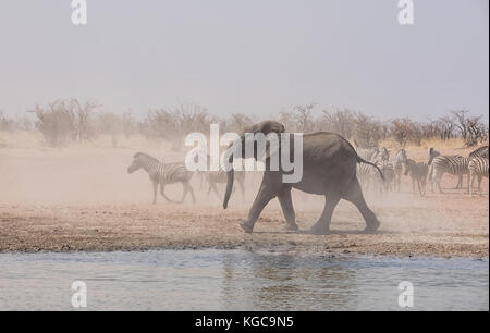 Un éléphant chasing zebra à un point d'eau dans la savane namibienne Banque D'Images