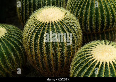 Golden barrel cactus rond Banque D'Images