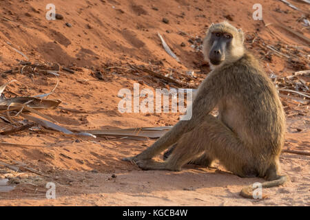 Un babouin olive se trouve dans le soleil du matin à l'Est de Tsavo national park, Kenya Banque D'Images