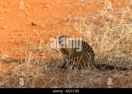 Une mangouste attend que le reste de son pack à Tsavo East National Park, Kenya Banque D'Images