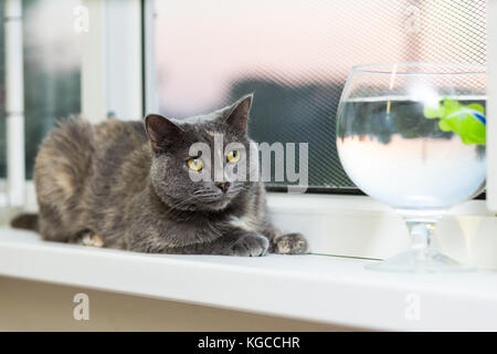 Un chat gris se trouve sur un rebord de fenêtre près d'un aquarium avec un poisson interactif Banque D'Images