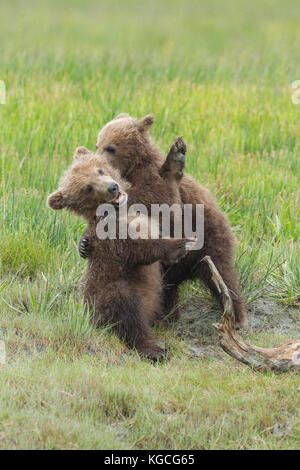 Les oursons bruns d'Alaska jouent au combat Banque D'Images