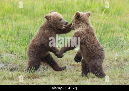 L'ours brun d'Alaska d'oursons jouer combats Banque D'Images