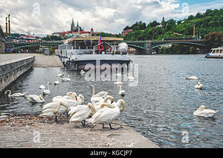 Un troupeau de cygnes blancs dans les eaux de la Vltava à Prague un soir d'été sur l'arrière-plan du pont. La structure horizontale. Banque D'Images