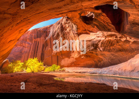 Le grès rouge plafond en dôme de la cathédrale d'or dans la région de neon canyon a deux arch-de-poule, jaune avec des peupliers en automne, en grand escalier e Banque D'Images