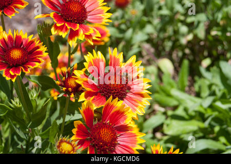 Fleurs sauvages avec une abeille à Monterey, Californie Banque D'Images