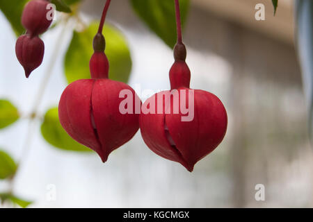 Close up of flowering fuchsia Banque D'Images