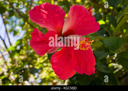 Une grande fleur d'Hibiscus rouge croissant sur une île aux Philippines Banque D'Images