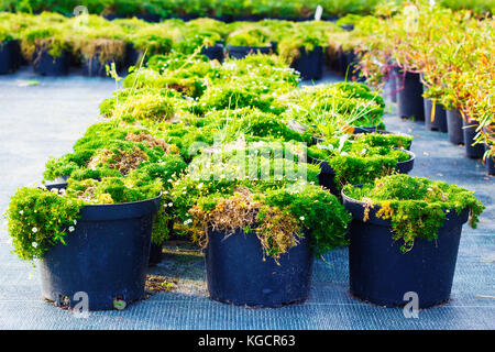 Sagina plantes fleuries en pots pour la vente. la mousse en pots Banque D'Images