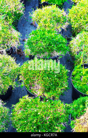 Sagina plantes fleuries en pots pour la vente. la mousse dans les pots de vue de dessus Banque D'Images