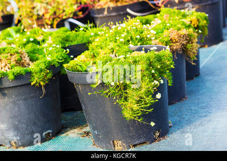 Sagina plantes fleuries en pots pour la vente. la mousse en pots Banque D'Images