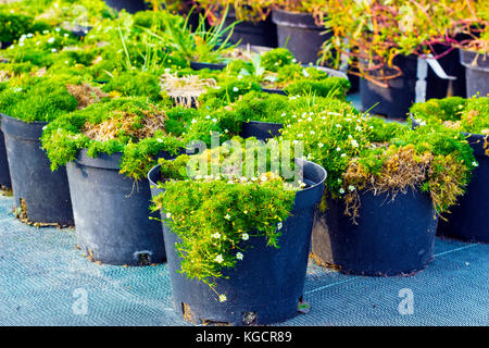 Sagina plantes fleuries en pots pour la vente. la mousse en pots Banque D'Images