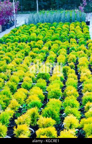 Beaucoup de pots avec thuja occidentalis vendu en jardinerie. Également connu sous le nom de cèdre blanc du nord, l'Est de l'arborvitae, Thuya, cèdre blanc, à l'Est Banque D'Images