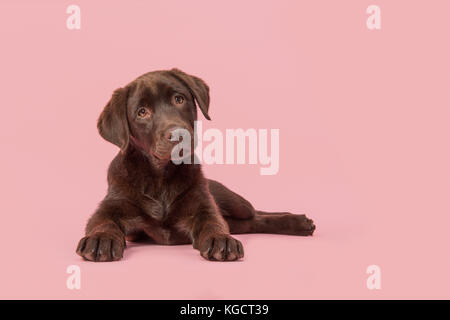 De 4 mois brown labrador retriever chiot couché vu de l'avant, regardant la caméra sur un fond rose Banque D'Images