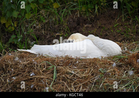 Cygne sur nichent sur la rivière gaywood, King's Lynn. Banque D'Images