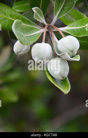 Les baies de la nouvelle zélande pittosporum crassifolium karo (PITTOSPORACEAE) bush dans une haie autour de la vigne, St Martins dans les îles Scilly Banque D'Images