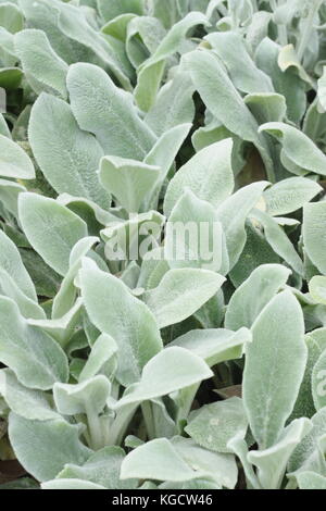 L'oreille d'agneau (Stachys byzantina) dans un jardin d'été frontière, UK Banque D'Images