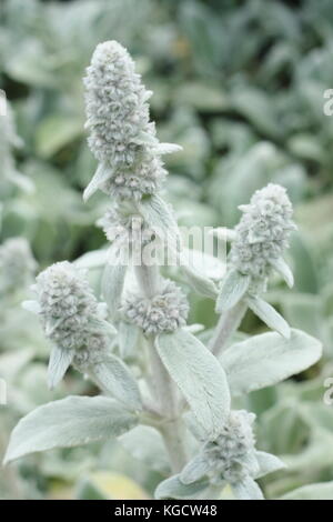 L'oreille d'agneau (Stachys byzantina) dans un jardin d'été frontière, UK Banque D'Images