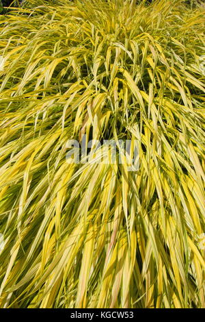 L'herbe d'or hakonechloa macra 'Aureola (Hakonechloa'), s'épanouissant dans un jardin au milieu de l'été à la frontière, UK Banque D'Images