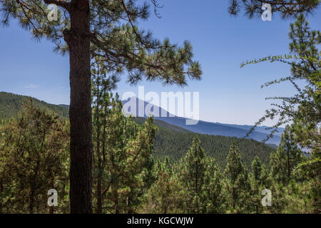 Vue sur le mont Teide entre les conifères, las lagunetas, tenerife, Îles de Canaries, Espagne, Europe Banque D'Images