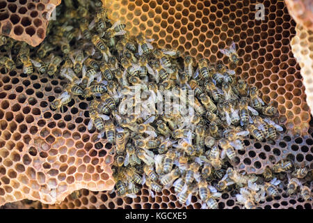 Close up image montrant une colonie d'abeilles sauvages avec un nid dans le creux d'un arbre horizontal, avec copie espace Banque D'Images