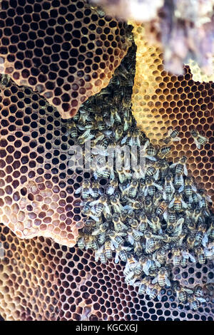 Selective focus sur une colonie d'abeilles sauvages avec un nid dans le creux d'un arbre, Close up et verticale Banque D'Images