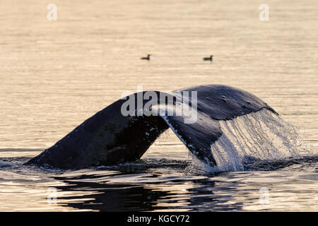 Plongée baleine à bosse et montrant sa sur un fluke fin de l'automne après-midi dans le détroit de la Reine-Charlotte au large du nord de l'île de Vancouver, Colombie-Britannique, Canada Banque D'Images