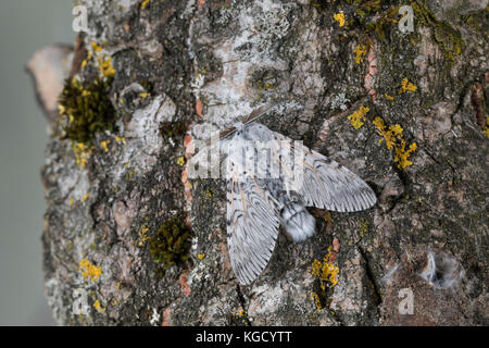 Großer Gabelschwanz, Cerura Vinula, Dicranura Vinula, puss moth, la Queue fourchue, Vinule, Grande harpie, Zahnspinner, Notodontidae Banque D'Images